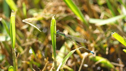 Male rambur's forktail (Ischnura ramburii) dragonfly perched on a blade of grass in Panama City, Florida, USA