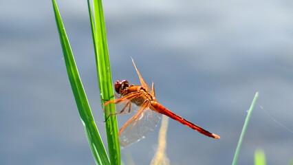 Male autumn meadowhawk (Sympetrum vicinum) dragonfly perched on a blade of grass in Panama City, Florida, USA
