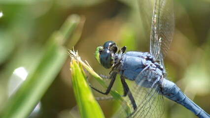 Close up of a male eastern pondhawk (Erythemis simplicicollis) dragonfly in Panama City, Florida, USA