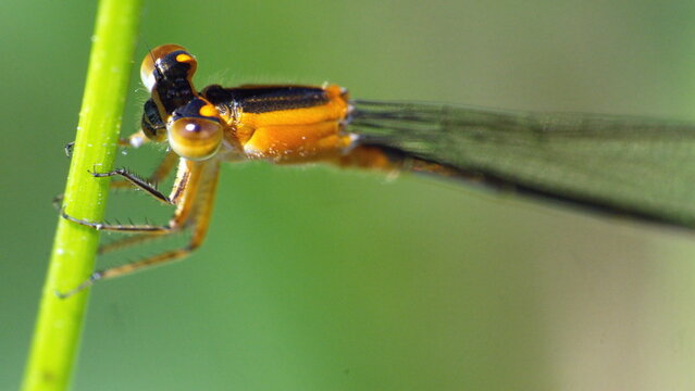 Close up of a female rambur's forktail (Ischnura ramburii) dragonfly perched on a blade of grass in Panama City, Florida, USA