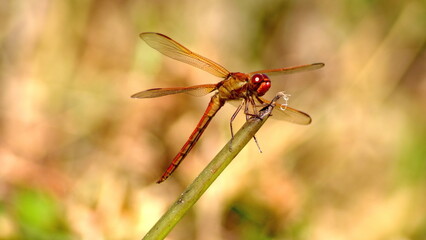 Male autumn meadowhawk (Sympetrum vicinum) dragonfly perched on a blade of grass in Panama City, Florida, USA