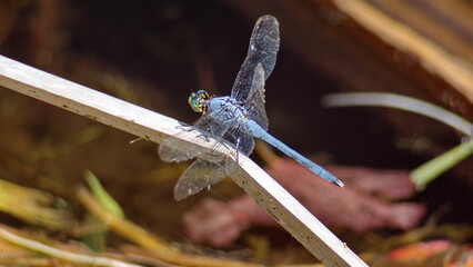 Male eastern pondhawk (Erythemis simplicicollis) dragonfly in Panama City, Florida, USA