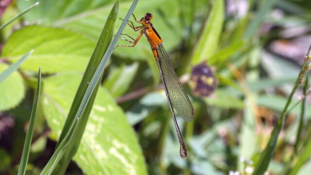 Female rambur's forktail (Ischnura ramburii) dragonfly perched on a blade of grass in Panama City, Florida, USA