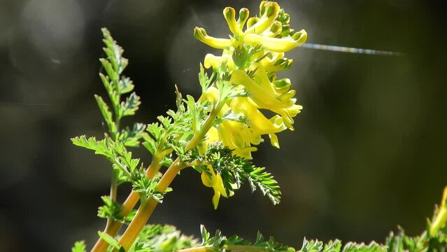 【山野草】ミヤマキケマン（深山黄華鬘）：Corydalis pallida var. tenuis　240423-1