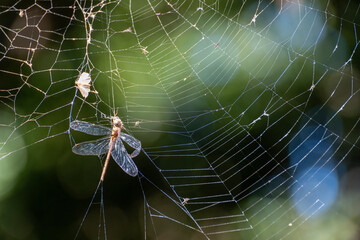dragonfly caught trapped spiderweb cobweb web, macro closeup close detail, helpless, nature...