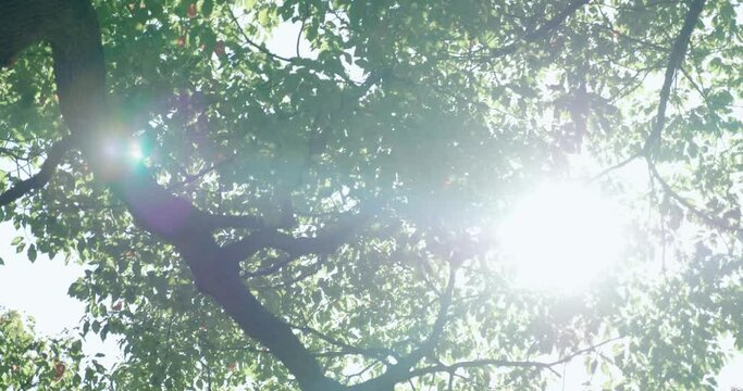 森の風景　葉と枝の隙間から差し込む太陽の日差し・木漏れ日の輝き　アウトドア・自然の風景