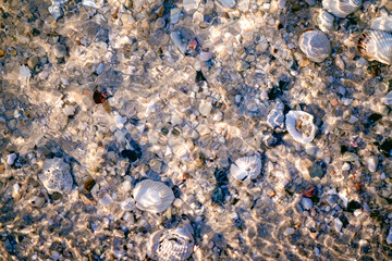 shells on sand under water beach, abstract organic background texture pattern wallpaper, macro...