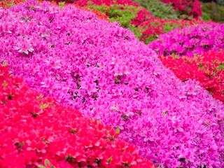 満開のツツジの花