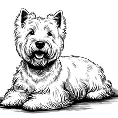 Cute Scottish Terrier dog in full-body, hand drawn sketch. Vector isolated on white background