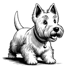 Cute Scottish Terrier dog in full-body, hand drawn sketch. Vector isolated on white background