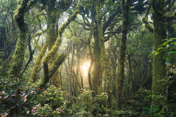 Mysterious woodland lush tropical rainforest with sunlight shines