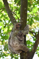Three-toed sloth climbing down tree with baby 