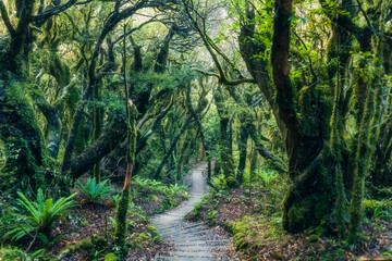 Fototapeta na wymiar Mysterious woodland lush tropical rainforest with wooden path leading through it