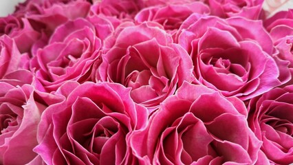 pink roses background