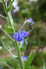 Alkanet ( Anchusa capensis ) flowers. Boraginaceae biennial plants. Small blue flowers bloom from April to July.