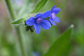 Alkanet ( Anchusa capensis ) flowers. Boraginaceae biennial plants. Small blue flowers bloom from April to July.