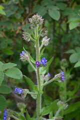 Alkanet ( Anchusa capensis ) flowers. Boraginaceae biennial plants. Small blue flowers bloom from April to July.