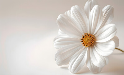 A creative floral arrangement of white daisies, perfect for events and celebrations.