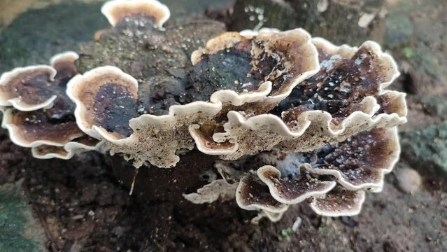 ganoderma fungus plant