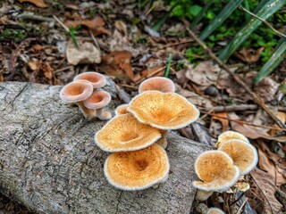 Saprophytic fungi thrive on rotting wood