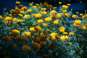 Beautiful marigold flowers blossom in the garden.