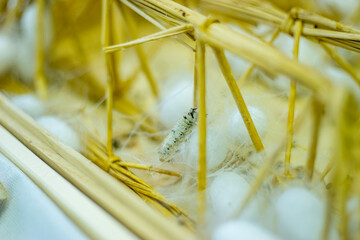 糸を吐く蚕の幼虫