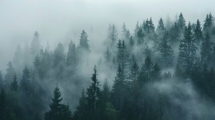 A serene morning view of a dense forest shrouded in mist, with evergreen trees piercing through the fog.