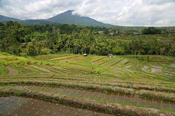 Beautiful landscape - Jatiluwih Rice Terraces, Bali, Indonesia