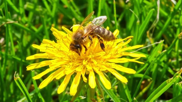 honey bee pollinating yellow dandelion flower at green grass lawn field, closeup