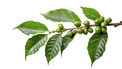 a coffee tree branch with green coffee berries