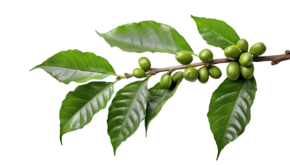 a coffee tree branch with green coffee berries