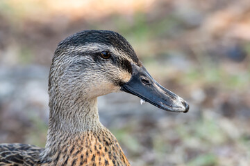 Mallard duck in profile