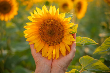 Fototapeta premium Female hands holding sunflower flower against the backdrop of a sunflower field at sunset light. Concept agriculture oil production growing sunflower seeds for oil