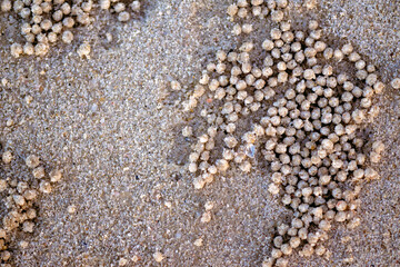 balls of sand from bubbler crab, sandy beach macro closeup close detail, abstract organic background texture pattern wallpaper, environment coastal shore tropical