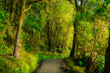 path in the tropical rain forest in Lake Matheson Walk,Haast,New Zealand