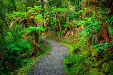 path in the tropical rain forest in Lake Matheson Walk,Haast,New Zealand