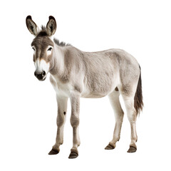 Portrait of a donkey standing, full body size isolated on transparent background