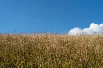 wheat field and sky, grass and sky in summer and fall