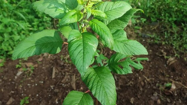wild spinach plant