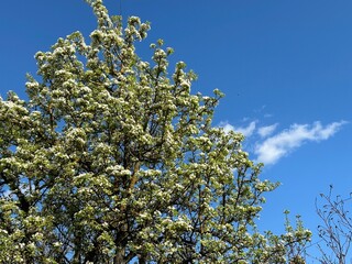 apple tree blossom