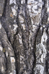 Tree bark texture