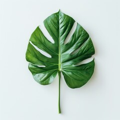 one jungle leaf, white background