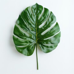 one jungle leaf, white background