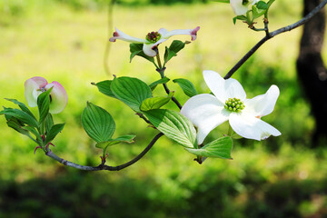 白いハナミズキの蕾と花の、ひと枝