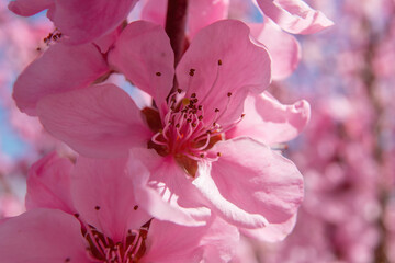 close up pink peach flower with a white center. The flower is surrounded by other pink flowers