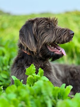Pundelpointer in the Food Plot
