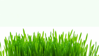Fresh spring green grass sprouting from a pure white background room for text copy
