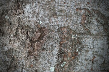 Close up bark texture 