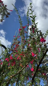 Video of the cantuta plant, national plant representing peru.