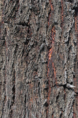 Rough tree bark textured abstract background